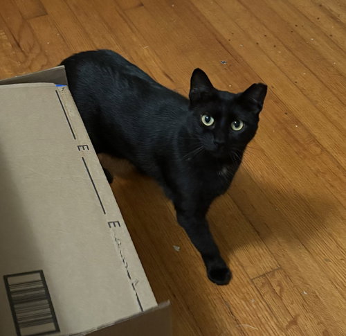 PEPPER - Domestic Short Hair available for adoption