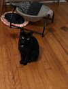 Pepper - Photo 2