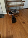 Pepper - Photo 3