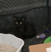 adoptable Cat in elgin, SC named Hat Trick (Available for pre-adoption)