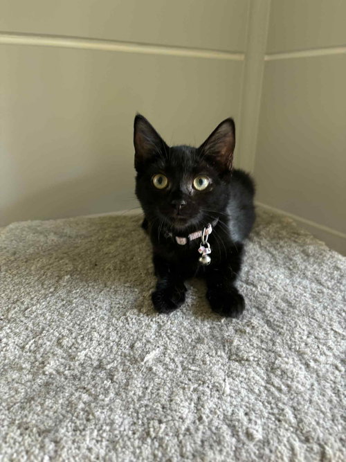 BUTTERFINGER - Domestic Short Hair available for adoption