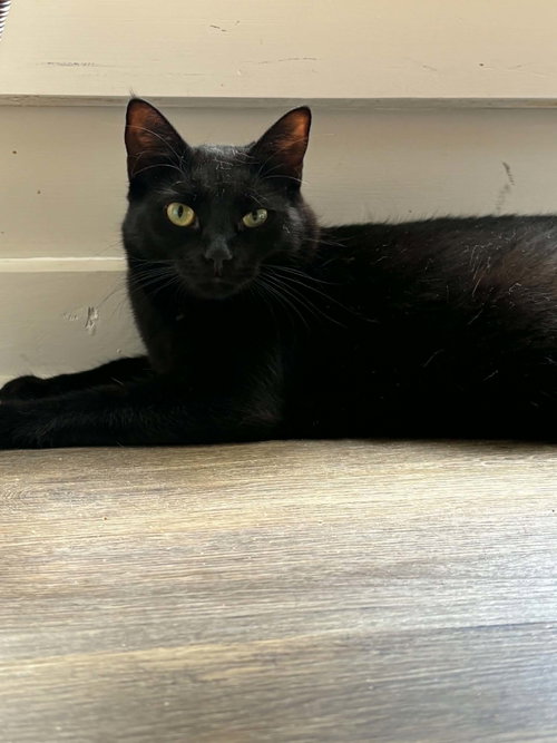 Butterfinger, a cat for adoption from Cat Around Town Project