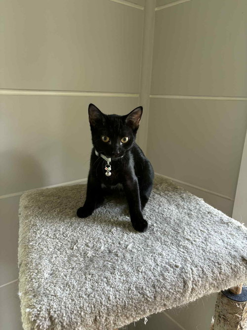 NERD CLUSTER - Domestic Short Hair available for adoption