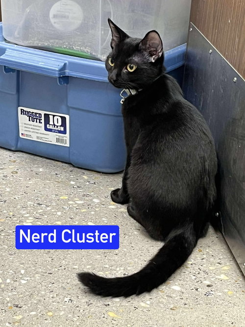 NERD CLUSTER - Domestic Short Hair available for adoption