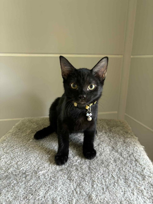 LOLLIPOP - Domestic Short Hair available for adoption