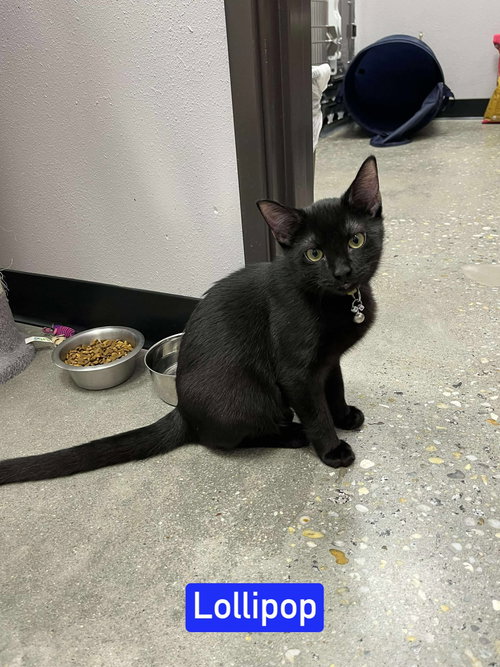 LOLLIPOP - Domestic Short Hair available for adoption