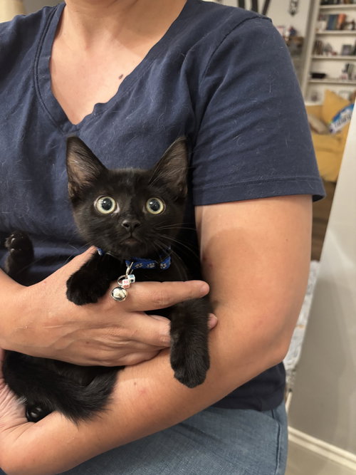M&M - Domestic Short Hair available for adoption