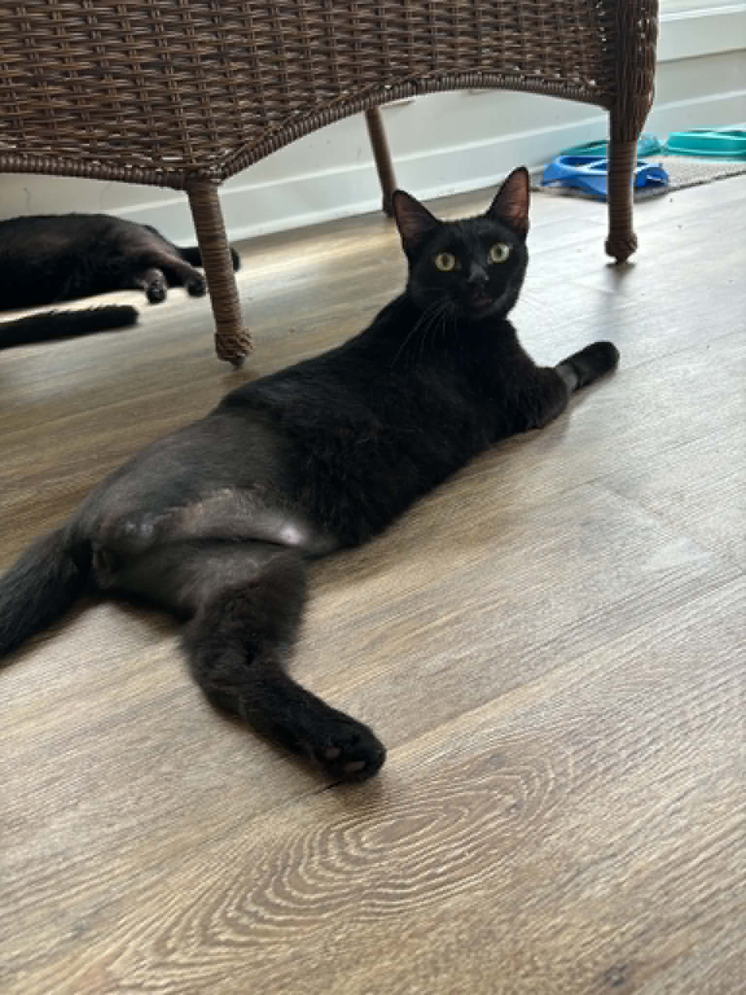 Mm - Domestic Short Hair