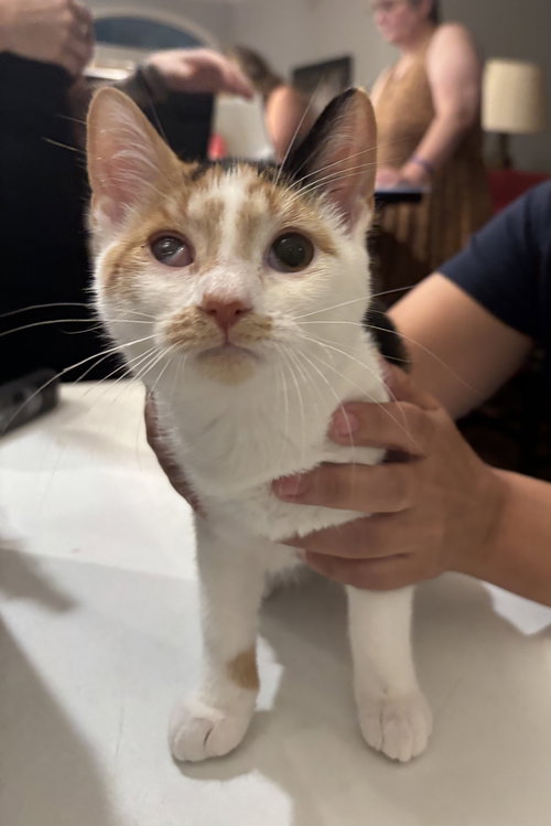 MADDIE - Domestic Short Hair available for adoption