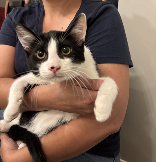 NICKIE - Domestic Short Hair available for adoption