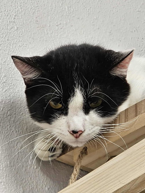 NICKIE - Domestic Short Hair available for adoption