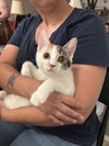 Freddie (Available for pre-adoption) - Photo 1