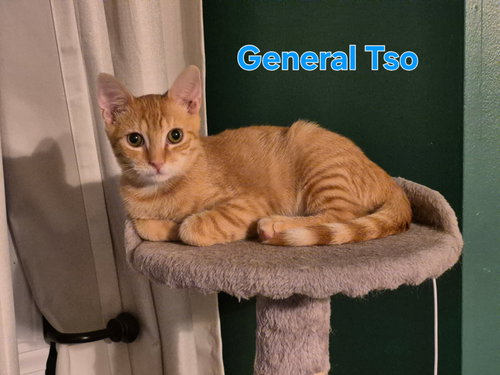 GENERAL TSO - Domestic Short Hair available for adoption