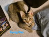 Kung Pao - Photo 2