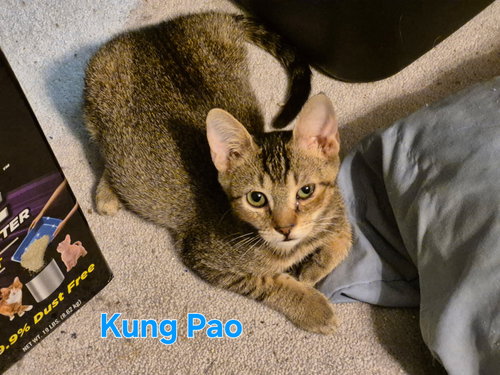 KUNG PAO - Domestic Short Hair available for adoption
