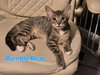 Bumble Beans - Photo 2