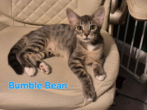 BUMBLE BEANS - Domestic Short Hair available for adoption
