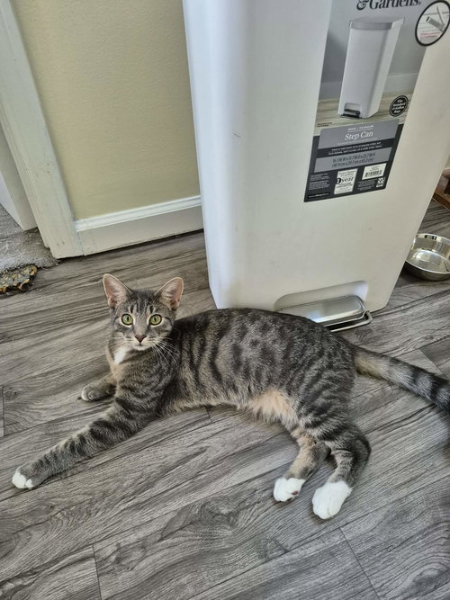 BUMBLE BEANS - Domestic Short Hair available for adoption