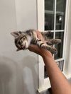 Purrvana - Photo 2