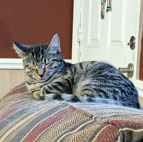 RAGE - Domestic Short Hair available for adoption