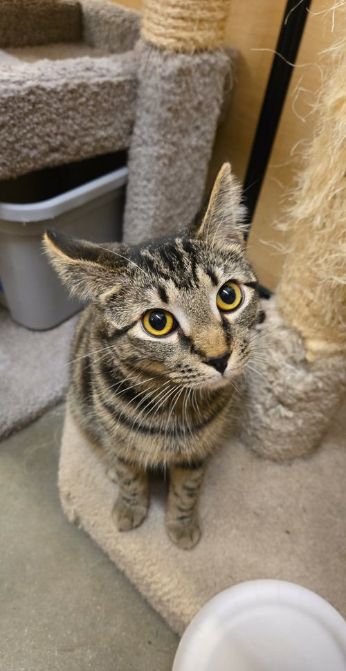RAGE - Domestic Short Hair available for adoption
