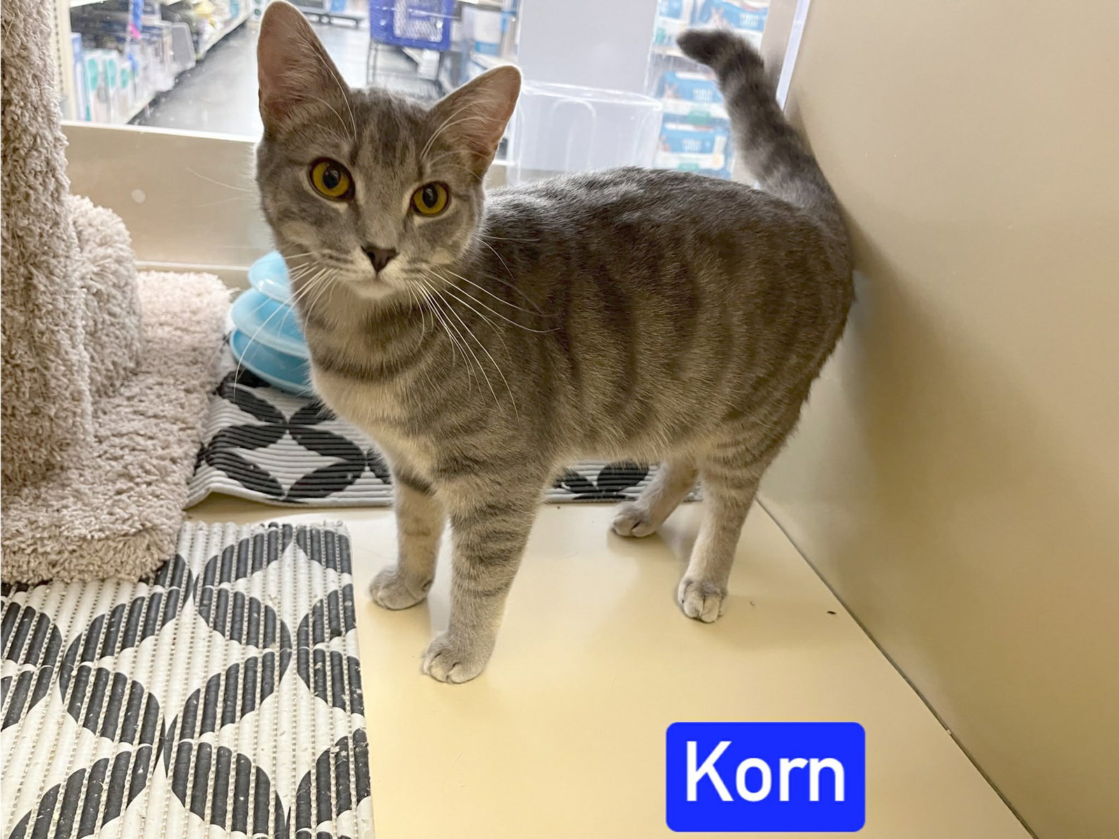 Korn Image