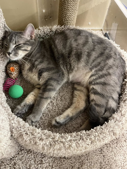 KORN - Domestic Short Hair available for adoption
