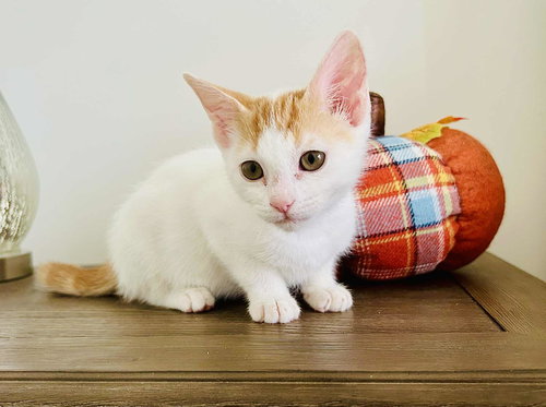 GRANDMA - Domestic Short Hair available for adoption