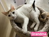 Grandma - Photo 2