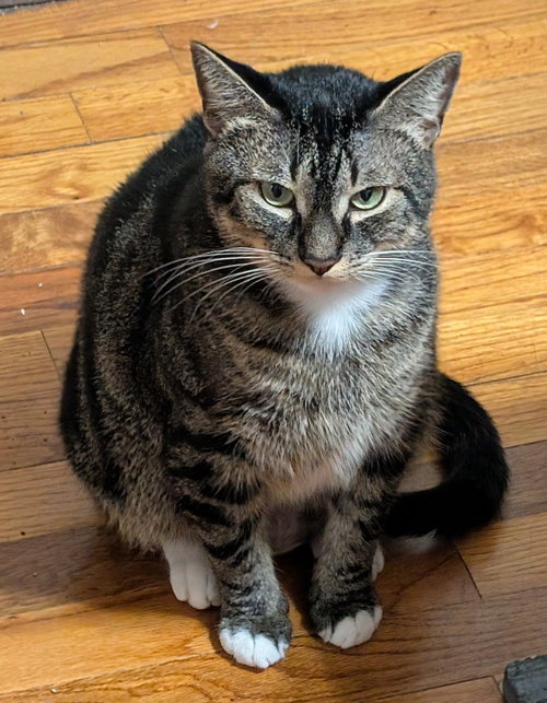KIE - Domestic Short Hair available for adoption