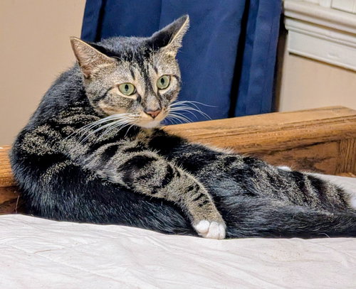 KIE - Domestic Short Hair available for adoption