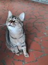 Cleo - Photo 3