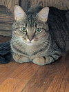 Cleo - Photo 4
