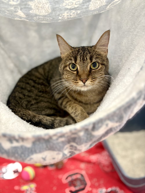 CLEO - Domestic Short Hair available for adoption
