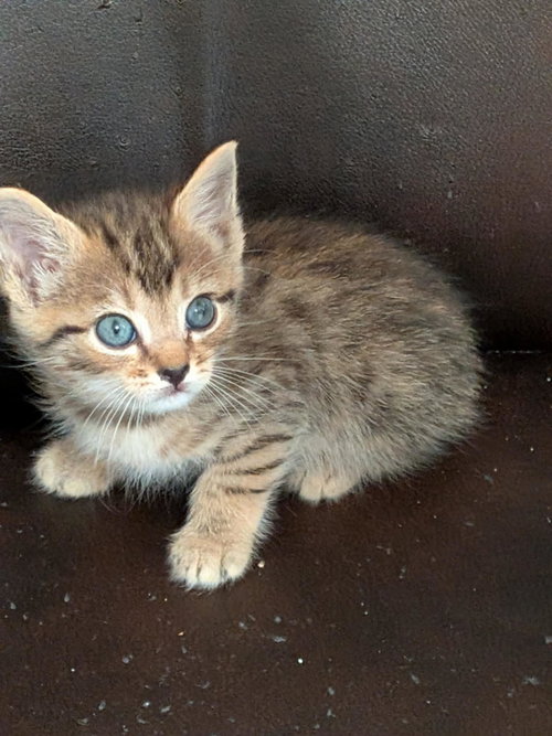 LICKIN PAW - Domestic Short Hair available for adoption