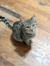 Lickin Paw - Photo 1