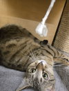 Lickin Paw - Photo 2