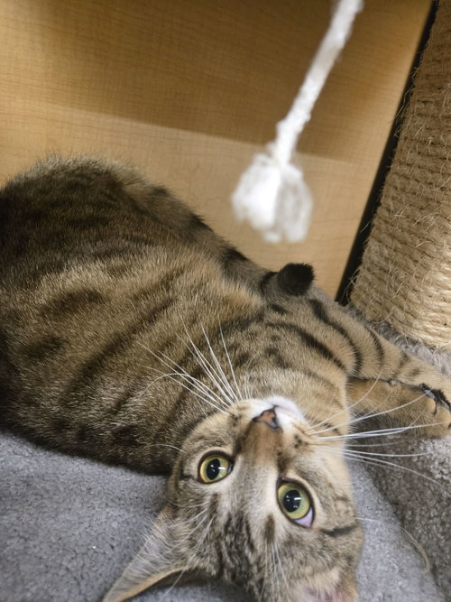 LICKIN PAW - Domestic Short Hair available for adoption
