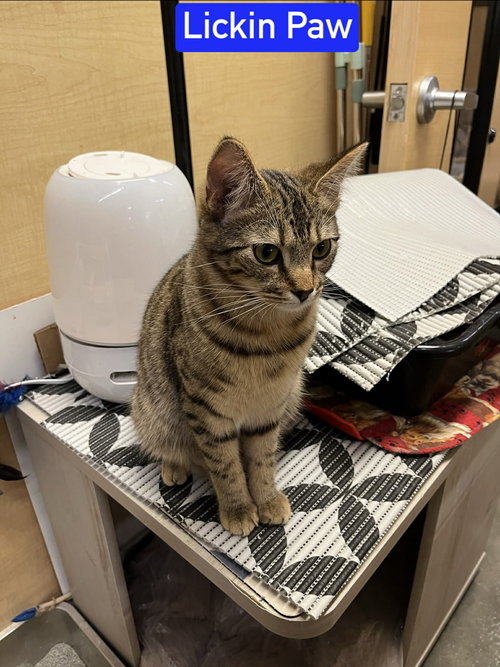 Lickin Paw, Domestic Short Hair, cat for adoption in Sumter, South Carolina