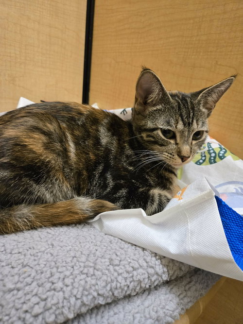DIZZY IZZY - Domestic Short Hair available for adoption