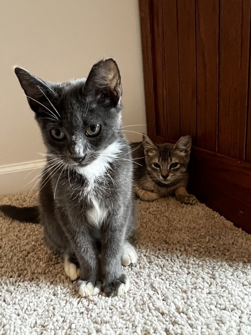 BLANEY - Domestic Short Hair available for adoption