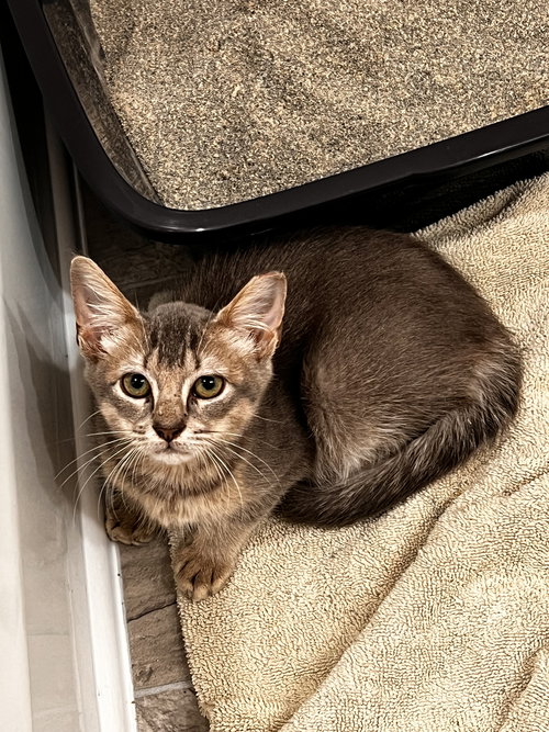 WINGS - Domestic Short Hair available for adoption