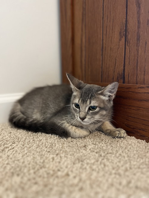 WINGS - Domestic Short Hair available for adoption