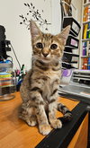 Cortana - Photo 4