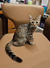 Cortana - Photo 5