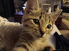Tuna Turner - Photo 1