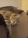 Tuna Turner - Photo 3