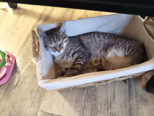 COSTNER - Domestic Short Hair available for adoption
