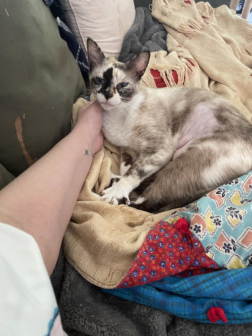 HERRINGBONE - Siamese available for adoption