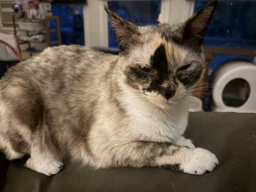 Herringbone, an adoptable Siamese in Camden, SC
